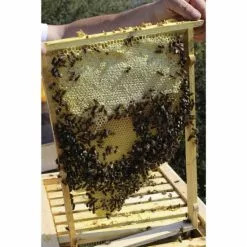 DOBAR Einraumbeute, BxHxL: 55 X 99 X 87 Cm, Holz -Günstiges Tierbedarf Geschäft unnamed file 6870