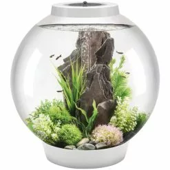 OASE BiOrb CLASSIC 60 LED Weiß