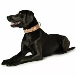 HUNTER Halsband »Swiss«, Gr. S-M, Natur/beige -Günstiges Tierbedarf Geschäft unnamed file 7476