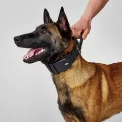 HUNTER Trainingshalsband, Gr. L, Schwarz -Günstiges Tierbedarf Geschäft unnamed file 7525