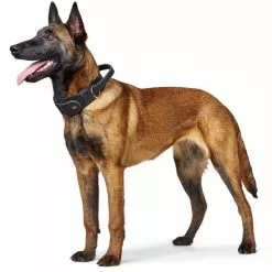 HUNTER Trainingshalsband, Gr. L, Schwarz -Günstiges Tierbedarf Geschäft unnamed file 7528