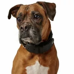 HUNTER Trainingshalsband, Gr. L, Schwarz -Günstiges Tierbedarf Geschäft unnamed file 7529