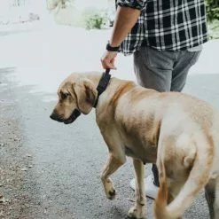 HUNTER Trainingshalsband, Gr. L, Schwarz -Günstiges Tierbedarf Geschäft unnamed file 7530