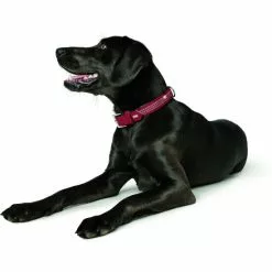 HUNTER Halsband »Softie«, Gr. S-M, Rot/schwarz -Günstiges Tierbedarf Geschäft unnamed file 7577