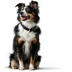 HUNTER Halsband »Round & Soft«, Gr. S, Dunkelblau -Günstiges Tierbedarf Geschäft unnamed file 7610