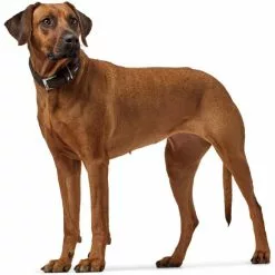 HUNTER Halsband, Gr. S-M, Dunkelbraun/schwarz -Günstiges Tierbedarf Geschäft unnamed file 7680