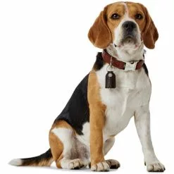 HUNTER Halsung, Gr. M, Cognacfarben -Günstiges Tierbedarf Geschäft unnamed file 7721