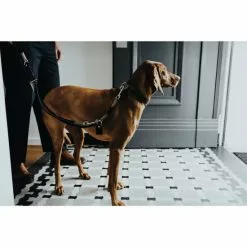 HUNTER Führleine, Gr. 200 Cm, Schwarz -Günstiges Tierbedarf Geschäft unnamed file 7741