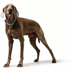 HUNTER Dressurhalsung, Gr. L-XL, Grau -Günstiges Tierbedarf Geschäft unnamed file 7798