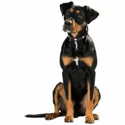 HUNTER Halsband »Swiss«, Gr. XS, Braun/schwarz -Günstiges Tierbedarf Geschäft unnamed file 7808