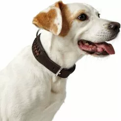 HUNTER Halsband, Gr. S, Dunkelbraun/schwarz -Günstiges Tierbedarf Geschäft unnamed file 7818