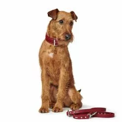 HUNTER Halsband »Aalborg«, Gr. L, Rot -Günstiges Tierbedarf Geschäft unnamed file 7850