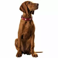 HUNTER Halsband, Gr. L-XL, Rot/schwarz -Günstiges Tierbedarf Geschäft unnamed file 7869