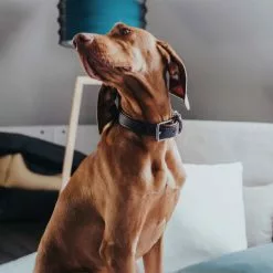 HUNTER Halsband, Gr. M, Dunkelbraun/cognacfarben -Günstiges Tierbedarf Geschäft unnamed file 7916