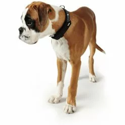 HUNTER Halsband »Softie«, Gr. S-M, Schwarz -Günstiges Tierbedarf Geschäft unnamed file 7922