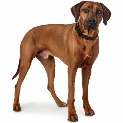 HUNTER Halsband, Gr. M-L, Schwarz -Günstiges Tierbedarf Geschäft unnamed file 7956