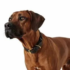 HUNTER Halsband, Gr. M-L, Schwarz -Günstiges Tierbedarf Geschäft unnamed file 7958