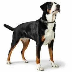 HUNTER Halsband »Round & Soft«, Gr. M, Grau -Günstiges Tierbedarf Geschäft unnamed file 7990