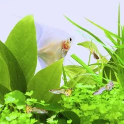 JUWEL AQUARIUM Leuchtmittel »Day-Lite T8«, 15 W, Weiß 9 JUWEL AQUARIUM Leuchtmittel »Day-Lite T8«, 15 W, Weiß -Günstiges Tierbedarf Geschäft unnamed file 80