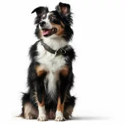 HUNTER Halsband »Round & Soft«, Gr. XS-S, Grau -Günstiges Tierbedarf Geschäft unnamed file 8010