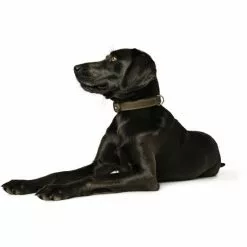 HUNTER Halsband, Gr. S, Olivgrün -Günstiges Tierbedarf Geschäft unnamed file 8060