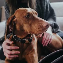 HUNTER Halsung, Gr. XL, Dunkelbraun -Günstiges Tierbedarf Geschäft unnamed file 8167