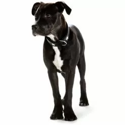 HUNTER Halsband »Macic Star«, Gr. M, Schwarz -Günstiges Tierbedarf Geschäft unnamed file 8191