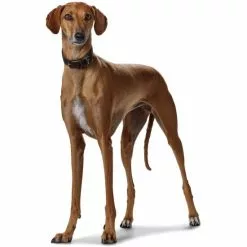 HUNTER Windhundhalsband, Gr. S-M, Dunkelbraun -Günstiges Tierbedarf Geschäft unnamed file 8202