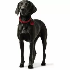 HUNTER Halsband »Aalborg«, Gr. L, Rot -Günstiges Tierbedarf Geschäft unnamed file 8275