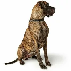 HUNTER Halsung, Gr. M, Schwarz -Günstiges Tierbedarf Geschäft unnamed file 8318