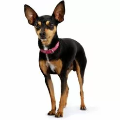 HUNTER Halsband, Gr. XXS-XS, Pink/schwarz -Günstiges Tierbedarf Geschäft unnamed file 8326