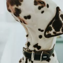 HUNTER Halsband, Gr. L-XL, Schwarz -Günstiges Tierbedarf Geschäft unnamed file 8361