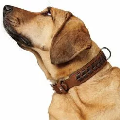 HUNTER Halsband »El Paso«, Gr. L, Cognacfarben/schwarz -Günstiges Tierbedarf Geschäft unnamed file 8369