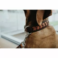 HUNTER Halsband »El Paso«, Gr. M, Dunkelbraun/schwarz -Günstiges Tierbedarf Geschäft unnamed file 8388