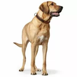 HUNTER Halsband »El Paso«, Gr. M-L, Cognacfarben/schwarz -Günstiges Tierbedarf Geschäft unnamed file 8397