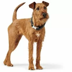 HUNTER Halsung »Cannes«, Gr. XL, Schwarz -Günstiges Tierbedarf Geschäft unnamed file 8429