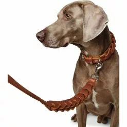 HUNTER Halsband, Gr. M, Cognacfarben -Günstiges Tierbedarf Geschäft unnamed file 8440
