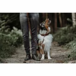 HUNTER Halsband, Gr. M, Cognacfarben -Günstiges Tierbedarf Geschäft unnamed file 8442