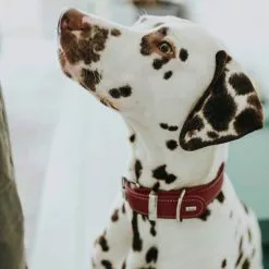 HUNTER Halsband, Gr. XXS-XS, Rot -Günstiges Tierbedarf Geschäft unnamed file 8499