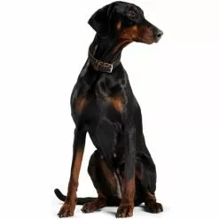 HUNTER Halsband, Gr. XS-S, Schwarz/cognacfarben -Günstiges Tierbedarf Geschäft unnamed file 8513