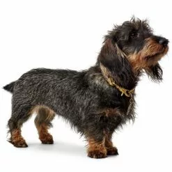 HUNTER Halsung, Gr. S-M, Beige -Günstiges Tierbedarf Geschäft unnamed file 8518