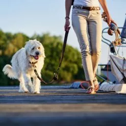 HUNTER Halsband, Gr. L, Dunkelbraun -Günstiges Tierbedarf Geschäft unnamed file 8528