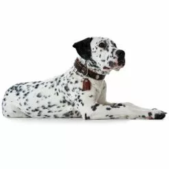 HUNTER Halsband, Gr. S, Dunkelbraun/cognacfarben -Günstiges Tierbedarf Geschäft unnamed file 8666