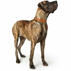 HUNTER Halsung »Cannes«, Gr. L, Orange -Günstiges Tierbedarf Geschäft unnamed file 8729