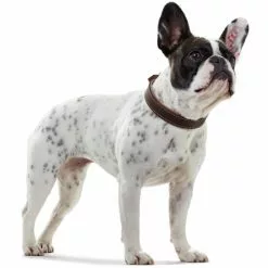 HUNTER Halsband, Gr. L, Dunkelbraun/cognacfarben -Günstiges Tierbedarf Geschäft unnamed file 8781