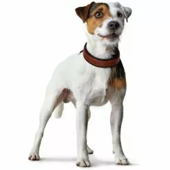 HUNTER Halsband, Gr. S, Cognacfarben/dunkelbraun -Günstiges Tierbedarf Geschäft unnamed file 8896