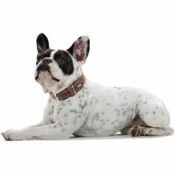 HUNTER Halsband, Gr. M-L, Tabakbraun/cognacfarben -Günstiges Tierbedarf Geschäft unnamed file 9034