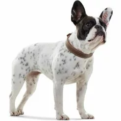 HUNTER Halsband, Gr. M-L, Tabakbraun/cognacfarben -Günstiges Tierbedarf Geschäft unnamed file 9040