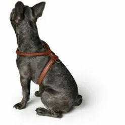 HUNTER Geschirr »Round & Soft«, S/2, Elchleder, Cognacfarben 7 HUNTER Geschirr »Round & Soft«, S/2, Elchleder, Cognacfarben -Günstiges Tierbedarf Geschäft unnamed file 9132