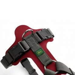 HUNTER Geschirr »Aalborg«, XS-S, Rindsleder/nylon, Rot/grau 9 HUNTER Geschirr »Aalborg«, XS-S, Rindsleder/nylon, Rot/grau -Günstiges Tierbedarf Geschäft unnamed file 9156